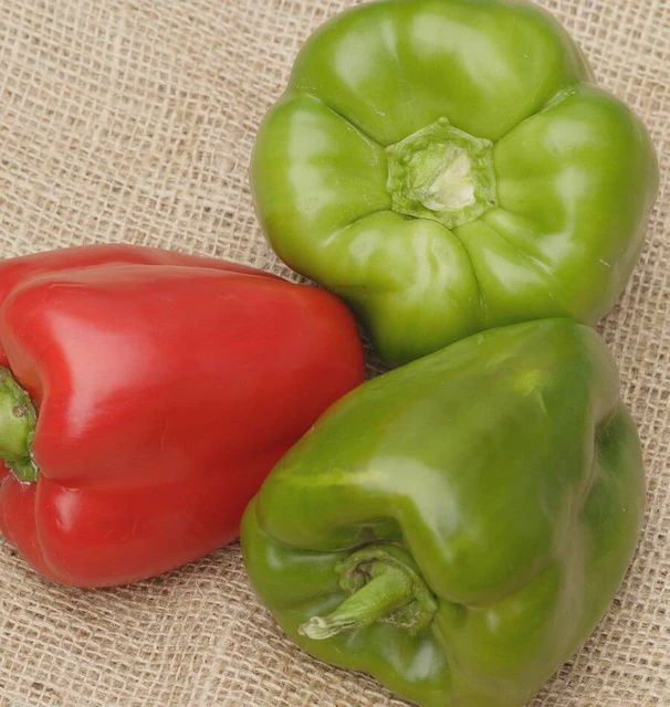 California Wonder 300 Seeds