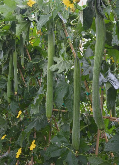 Emerald Luffa Seeds