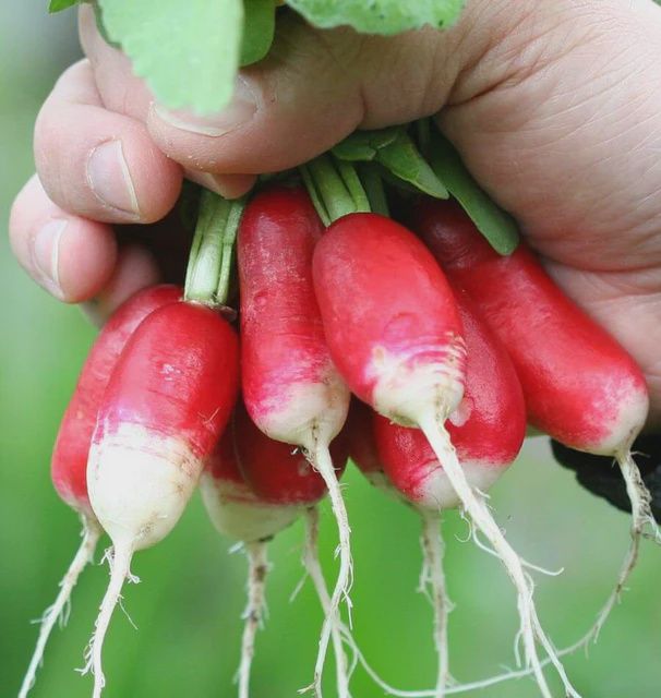 French Breakfast Seeds