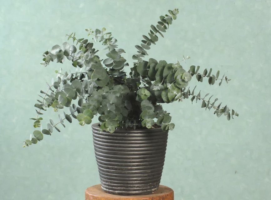 Baby Blue Spiral Seeds