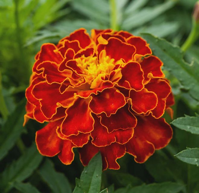 Red Cherry Marigold Seeds