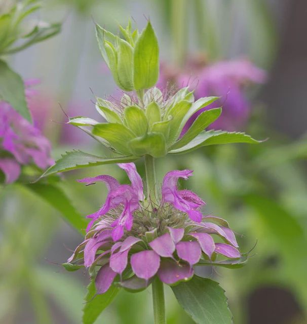Lemon Bergamot Seeds