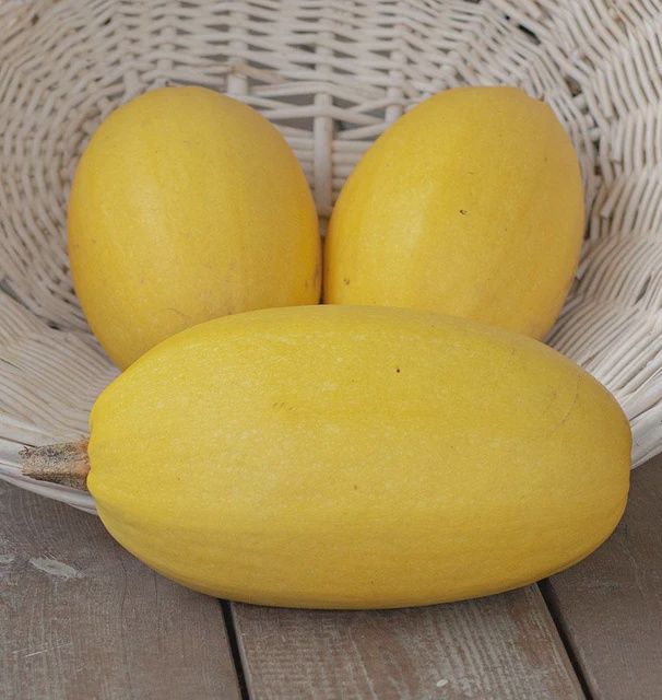 Spaghetti Squash Seeds