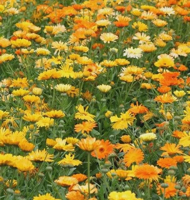 Pacific Beauty Seeds