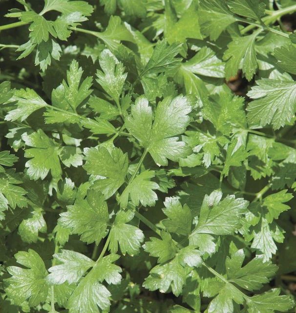 Santo Long Standing Seeds