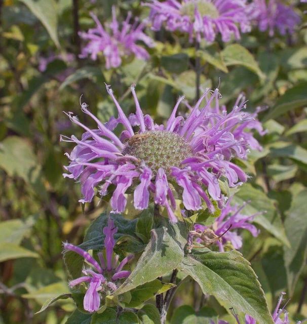 Wild Bergamot Seeds