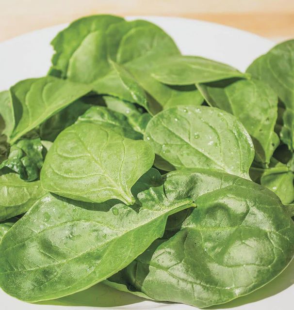 Yukon F1 (100 Seeds) Seeds