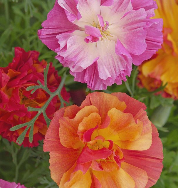 XL Jelly Beans Seeds