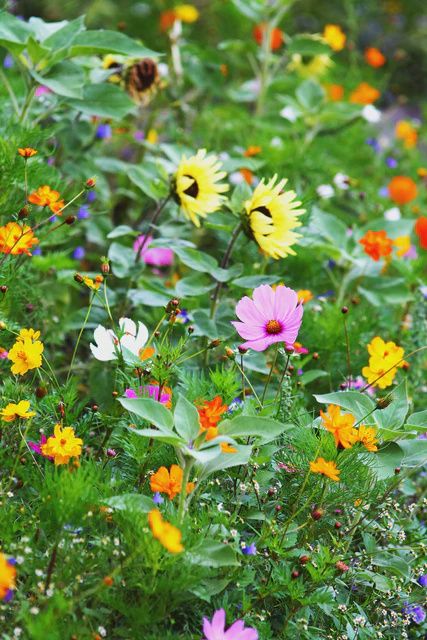 Bumble Bee Blend Seeds