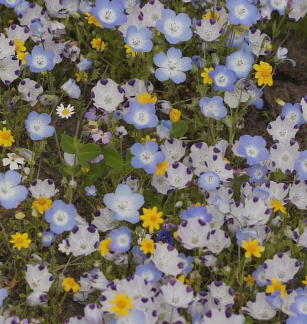 Alternative Lawn Mix Seeds