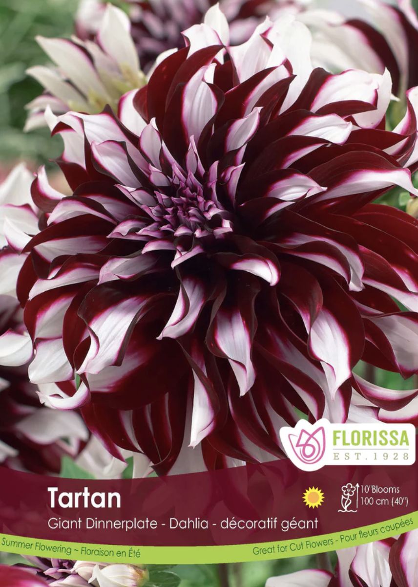 Dinnerplate Dahlia 'Tartan', Package of 1