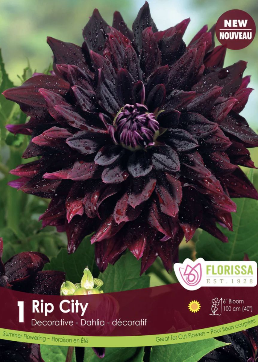 Decorative Dahlia 'Rip City', Package of 1