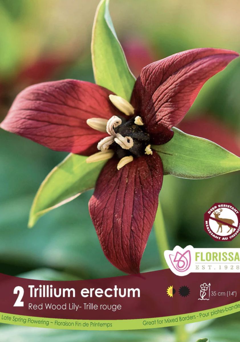 Trillium erectum, Package of 2