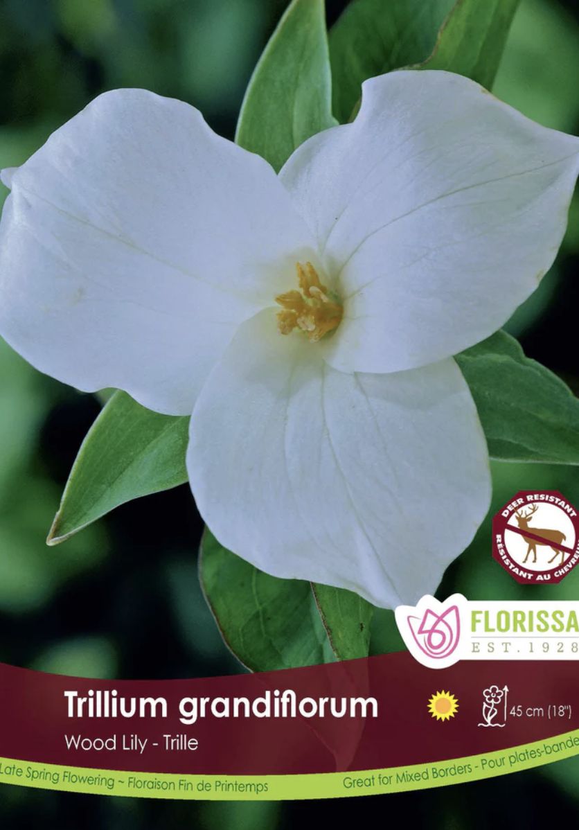Trillium grandiflorum, Package of 2