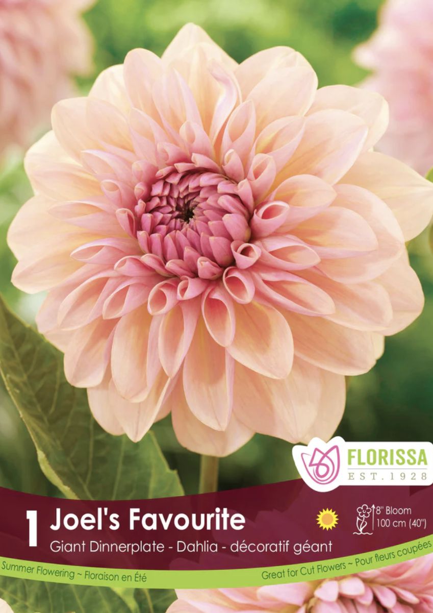 Decorative Dahlia 'Sweet Sanne‘, Package of 1