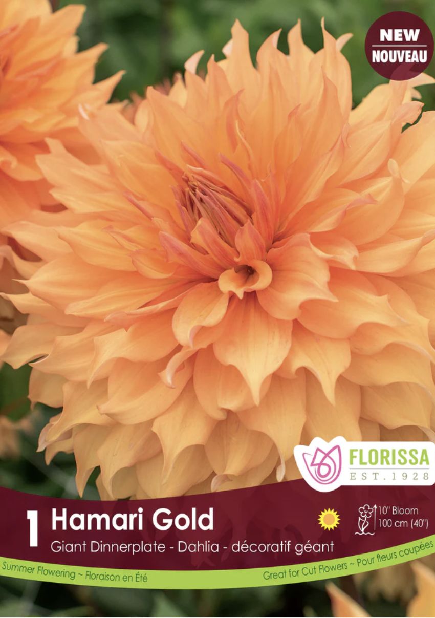 Dinnerplate Dahlia 'Hamari Gold', Premium, Package of 1