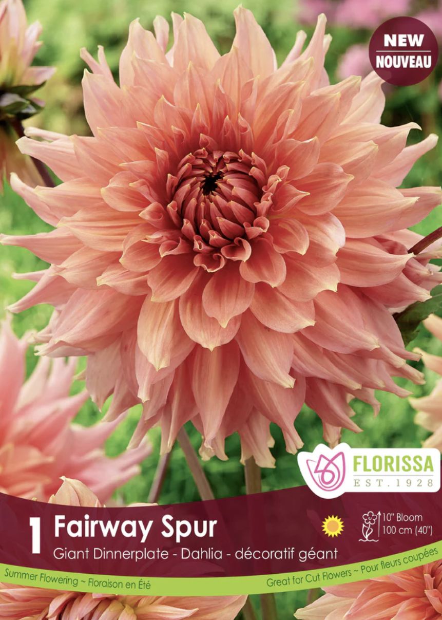 Dinnerplate Dahlia 'Fairway Spur', Package of 1