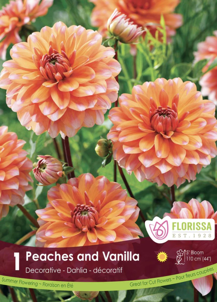 Decorative Dahlia 'Peaches and Vanilla', Package of 1