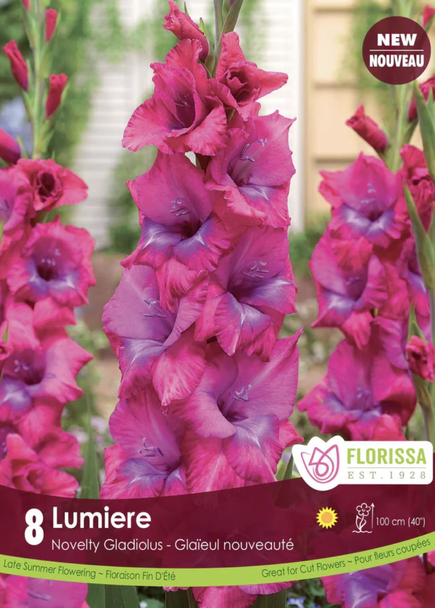Gladiolus 'Lumiere', Package of 8