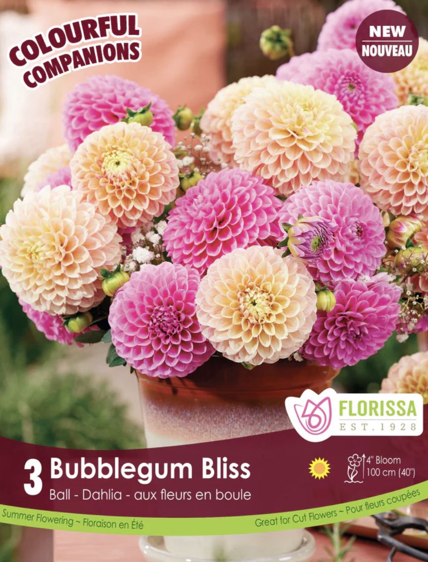 Companion Bubblegum Bliss, Pk of 3
