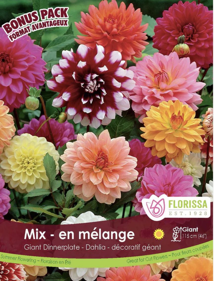 Dinnerplate Dahlia Mix, Package of 4