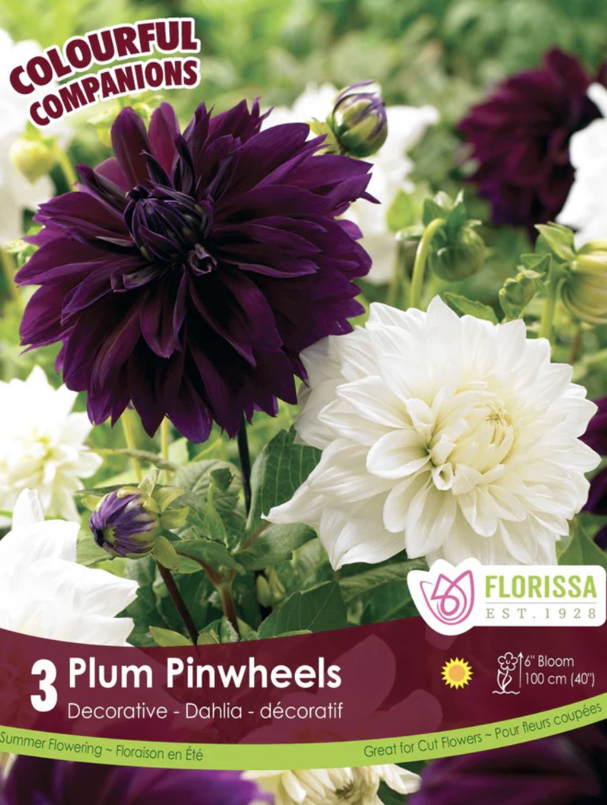 Companion Plum Pinwheels, Package of 3