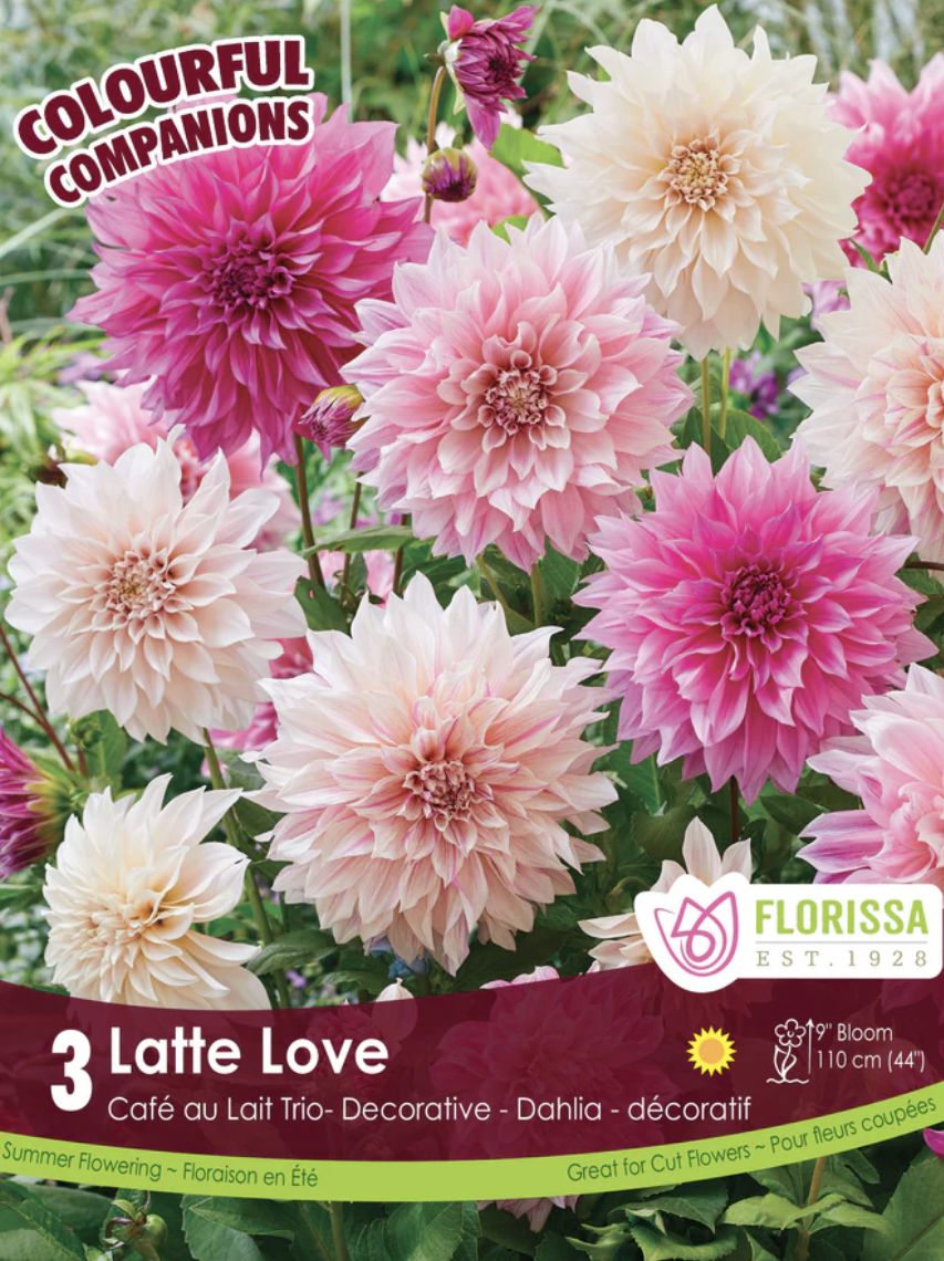 Companion Latte Love, Package of 3