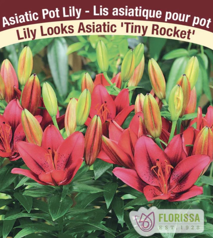 Tiny Rocket Pot Lily, Package of 3