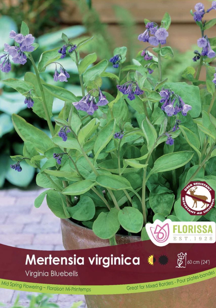 Mertensia virginica, Package of 2