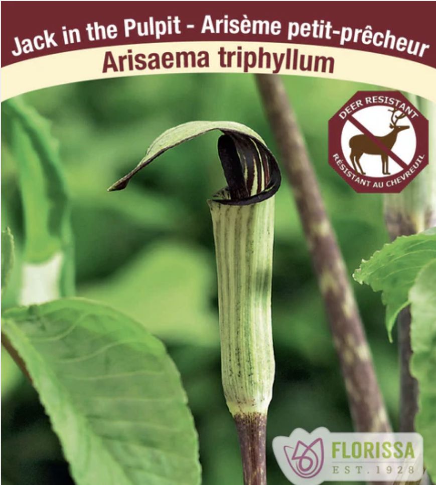 Arisaema triphyllum, Package of 2
