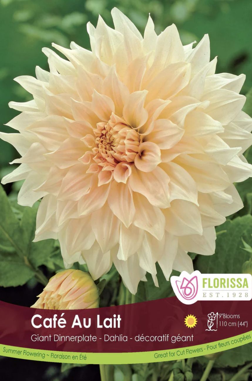 Dinnerplate Dahlia 'Café au Lait', Package of 1