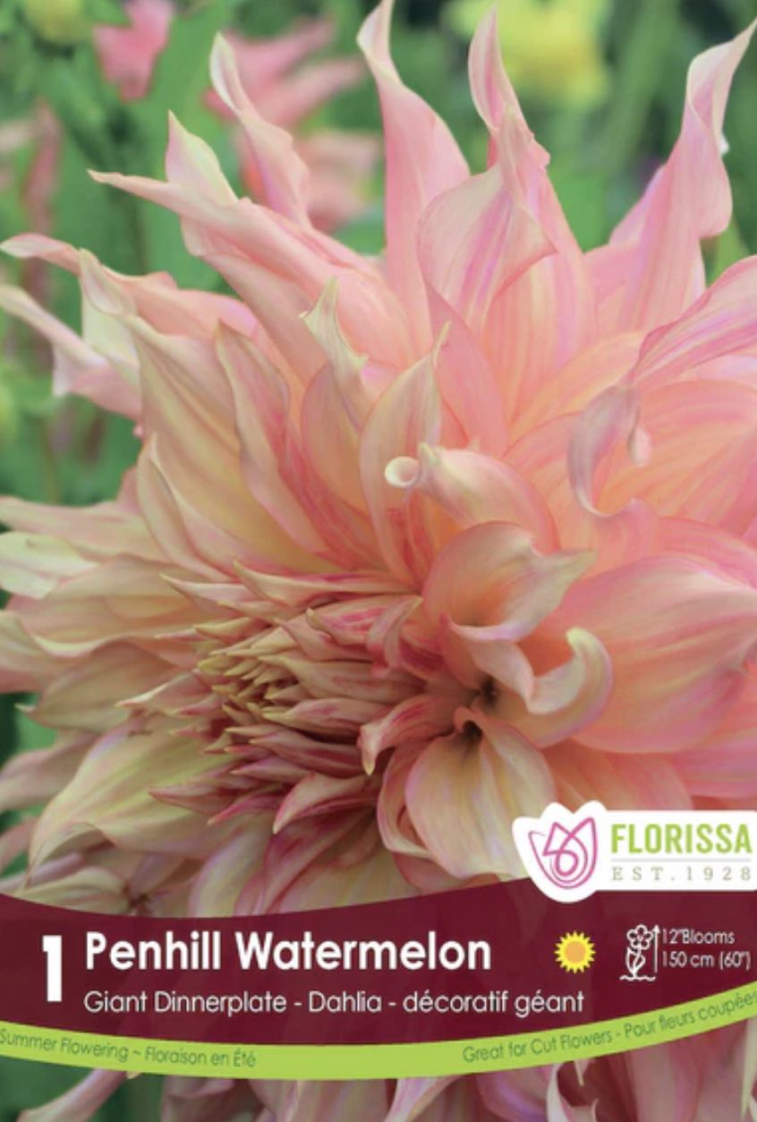 Dinnerplate Dahlia 'Penhill Watermelon', Package of 1