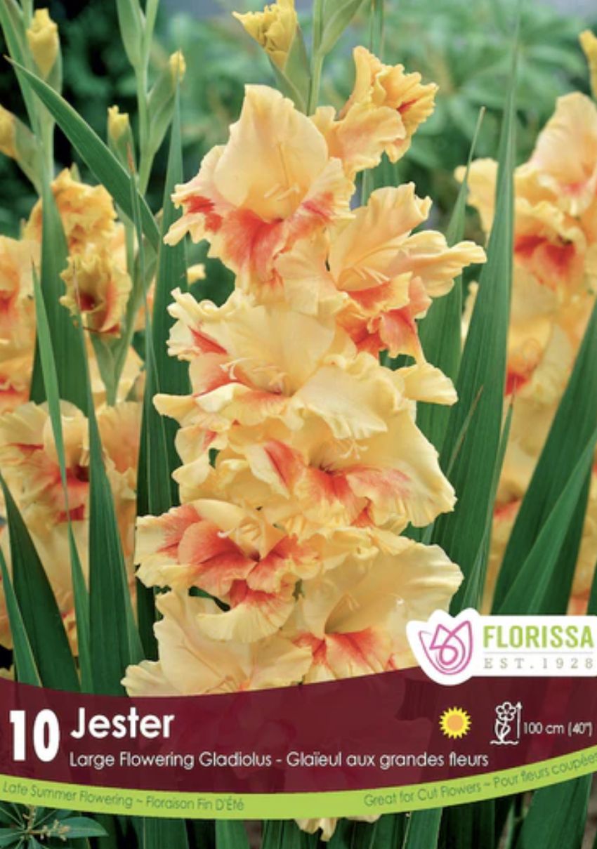 Gladiolus 'Jester', Package of 8