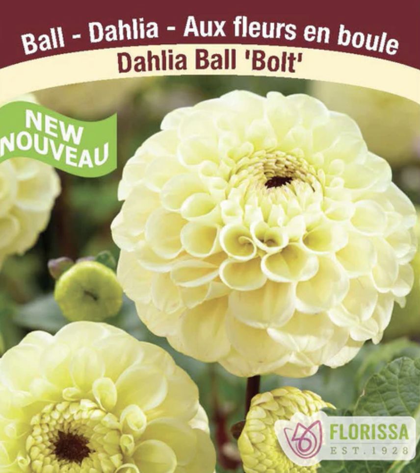 Ball Dahlia 'Bolt', Package of 1