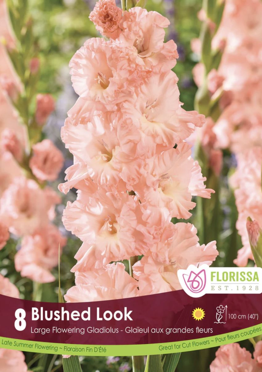 Gladiolus 'Blushed Look', Package of 8