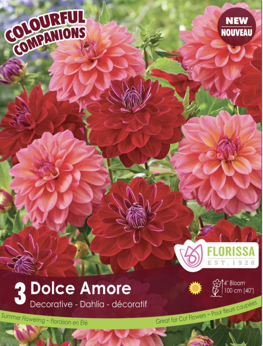 Companion Dolce Amore, Package of 3