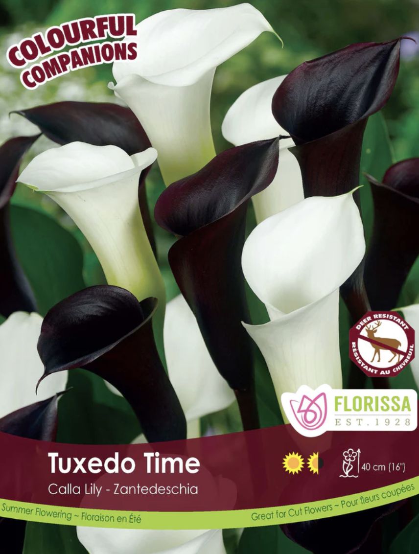 Companion Tuxedo Time, Package of 3