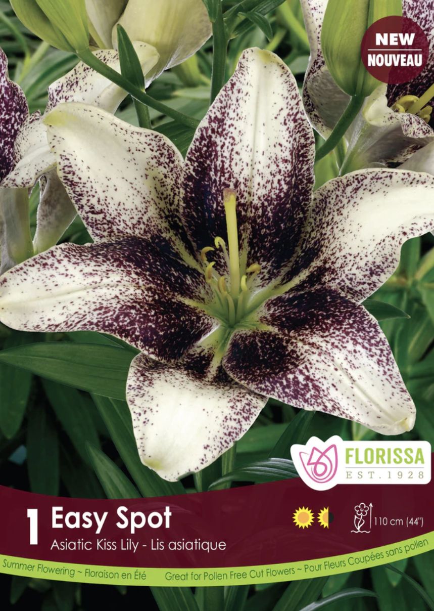 Lily 'Easy Spot', Package of 1