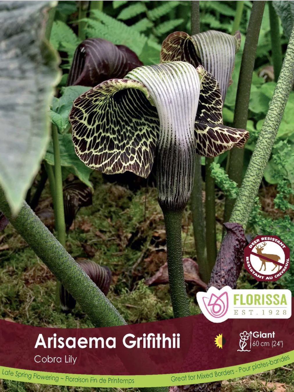 Arisaema griffithii, Package of 2