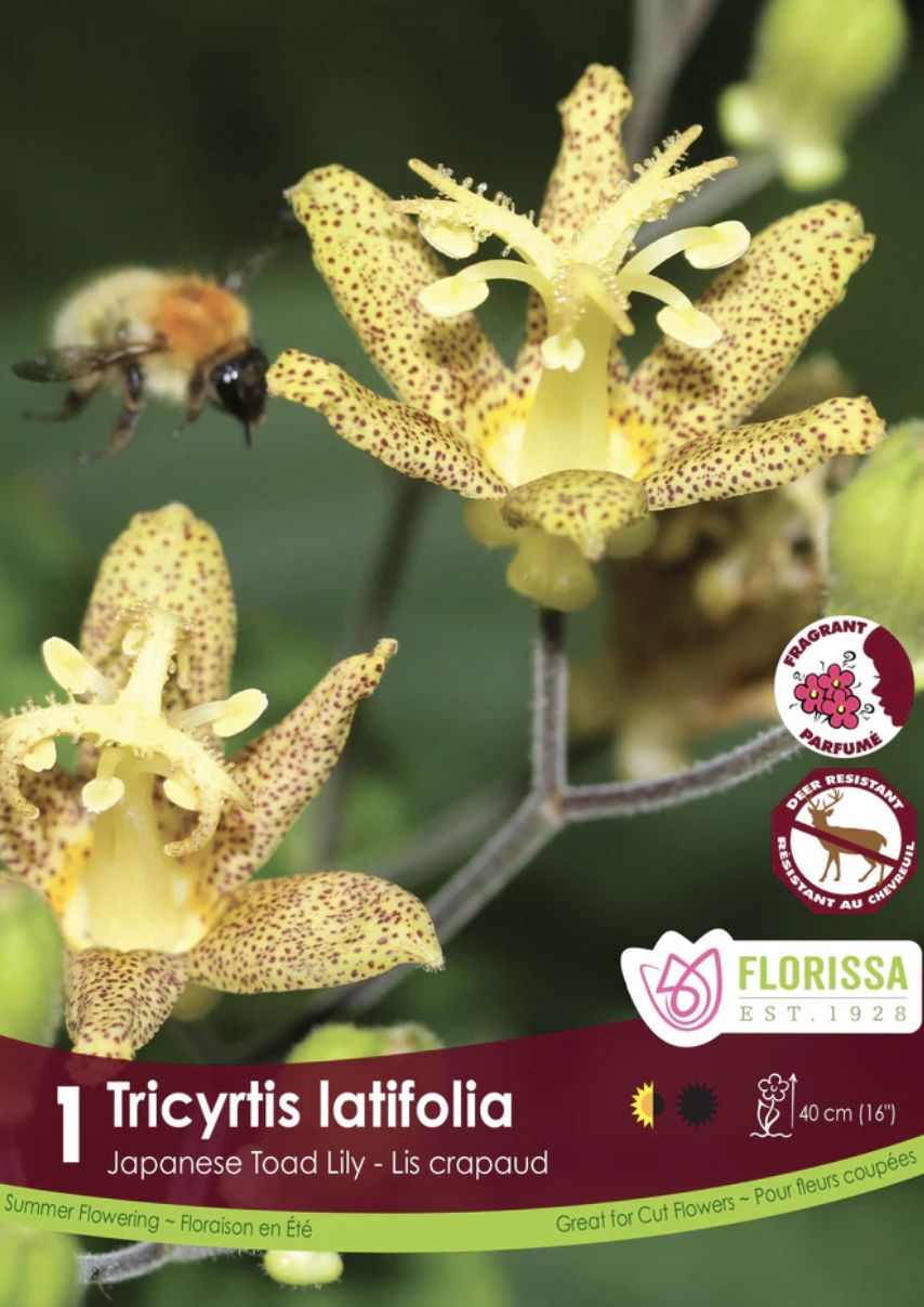 Tricyrtis latifolia, Package of 1