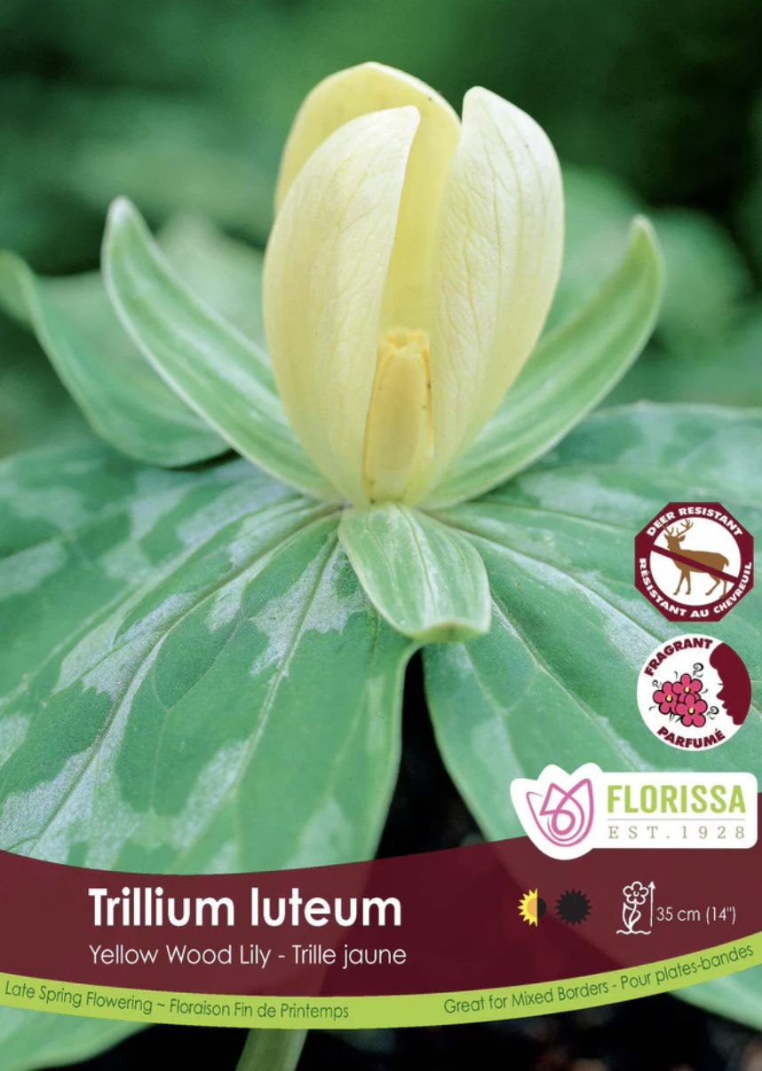 Trillium luteum, Package of 2
