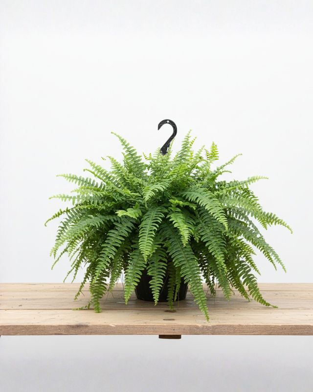 10" Pot Boston Fern