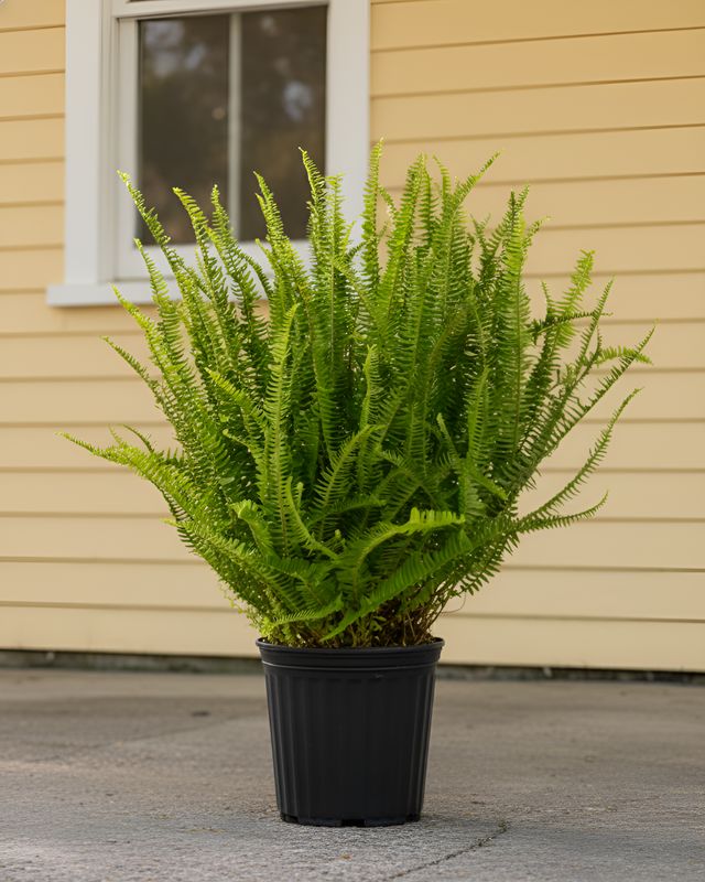 10" Pot Kimberly Fern