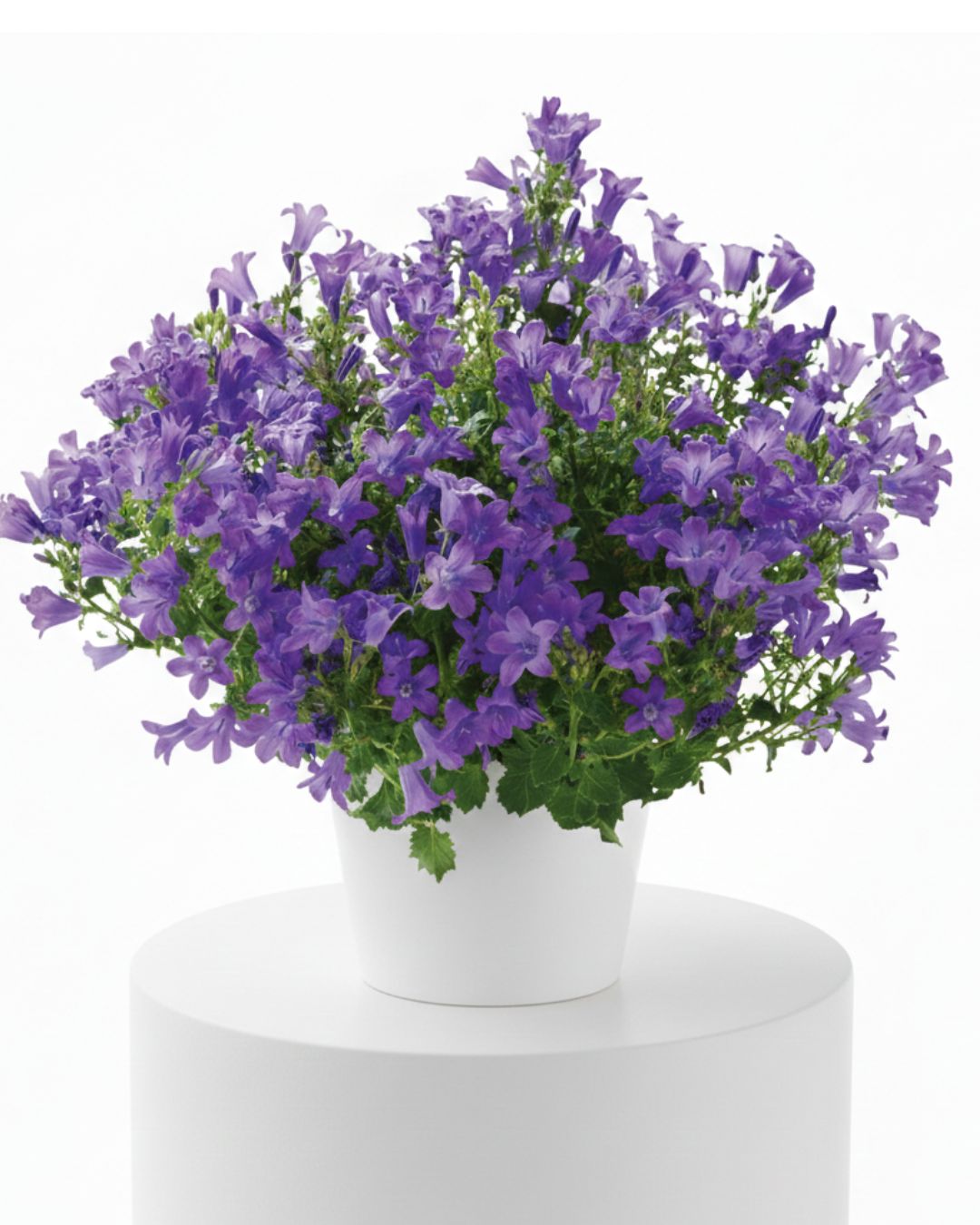 4" Campanula