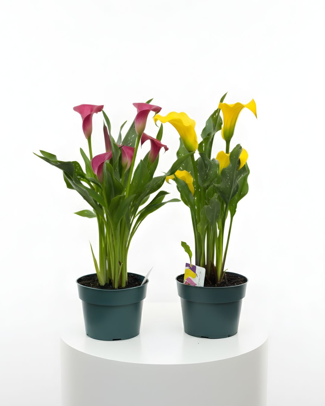 Calla Lily 6" Pot