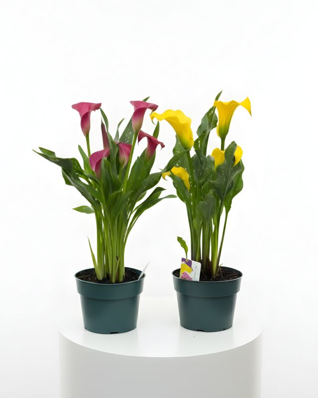 Calla Lily 6" Pot