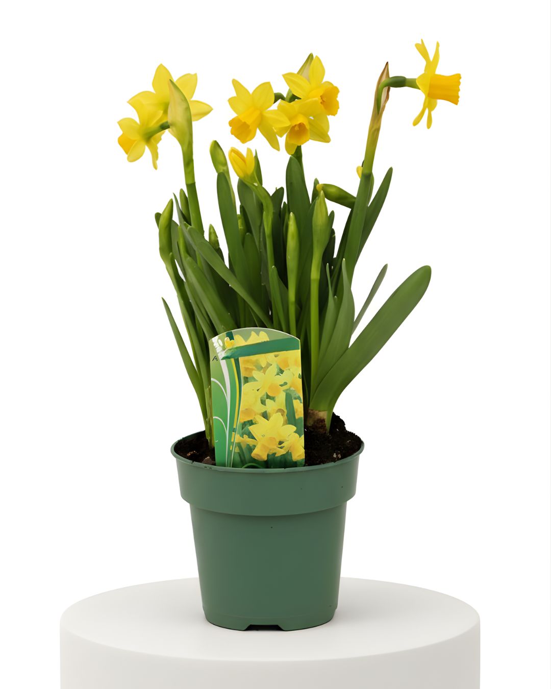 Potted Daffodil, Size: 4"