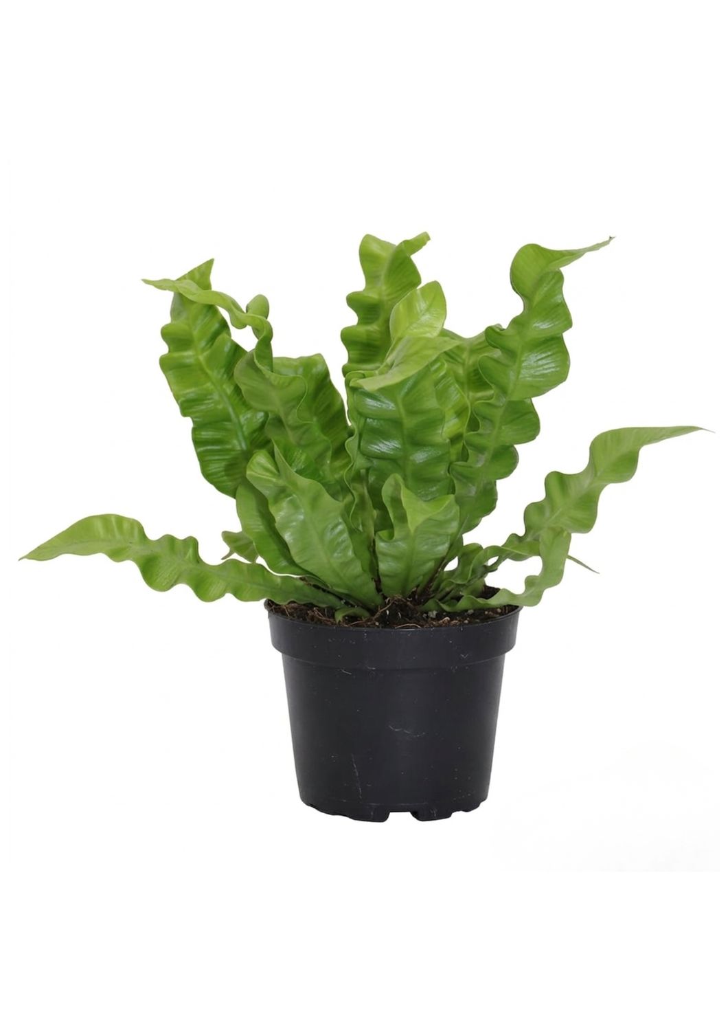 4" Crispy Wave, Size: 2.5"