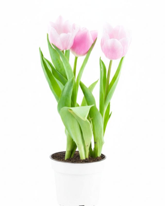Potted Tulips