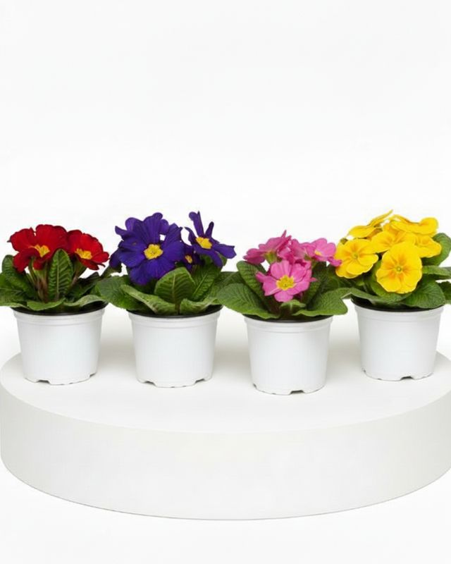 Primula Assorted Colours